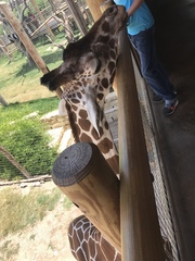 Giraffa camelopardalis