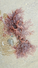 Microcladia coulteri