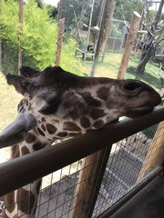 Giraffa camelopardalis