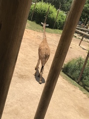 Giraffa camelopardalis