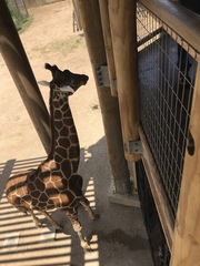 Giraffa camelopardalis