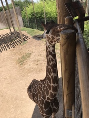 Giraffa camelopardalis