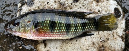 Angola-juweelcichlide (Hemichromis angolensis) — Cichlidae — 5