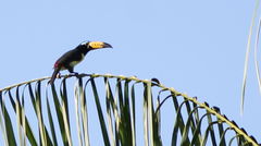 Pteroglossus inscriptus