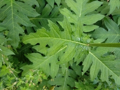 Cirsium alsophilum