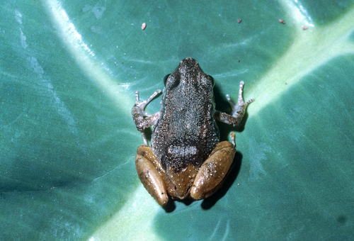 Forest Screeching Frog