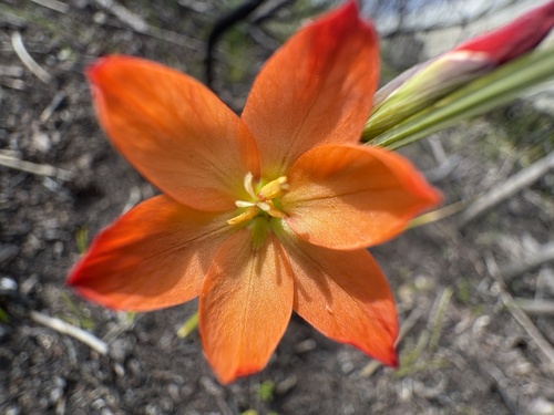 Image of Gladiolus brevitubus by (c) Charleen Brunke, some rights reserved (CC BY)