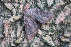 Catocala agrippina