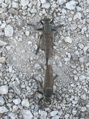 Promachus vertebratus