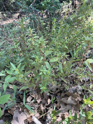 Image of Acalypha gracilens by (c) Sam Kieschnick, some rights reserved (CC BY)