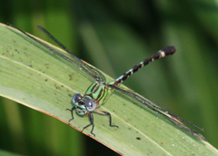 Erpetogomphus eutainia