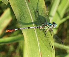 Erpetogomphus eutainia
