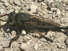 Promachus vertebratus