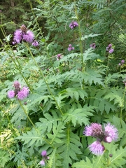 Cirsium alsophilum