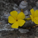 Pachypodium brevicaule - Photo (c) Ari Rice, μερικά δικαιώματα διατηρούνται (CC BY-NC), uploaded by Ari Rice