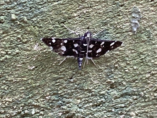Dotted Sable