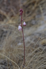 Angiospermae