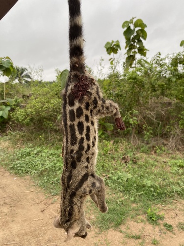 Rusty-spotted Genet