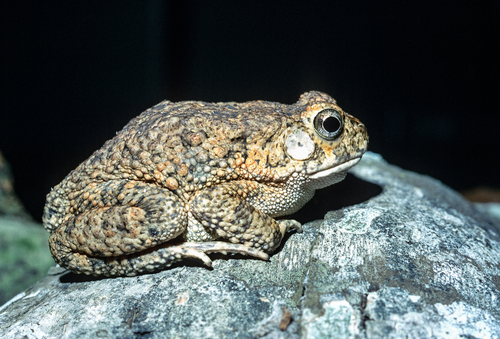 Hallowell's Toad