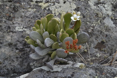 Kalanchoe