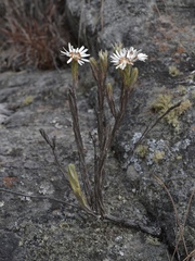 Angiospermae