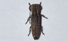 Adetus tibialis
