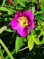 Rosa amblyotis