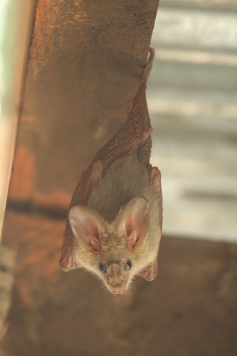 Heart-nosed Bat