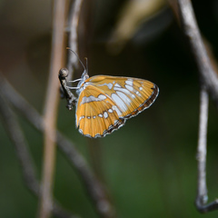 Mestra amymone