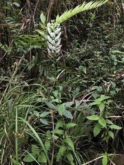 Habenaria monorrhiza