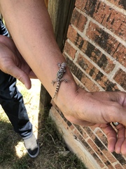 Hemidactylus turcicus