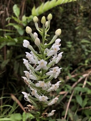 Habenaria monorrhiza