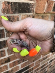 Hemidactylus turcicus