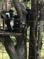 Colobus angolensis