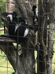 Colobus angolensis