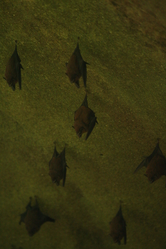 Lesser Sheath-tailed Bat