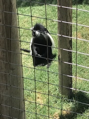 Colobus angolensis