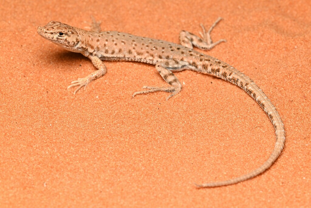 Bernoulli's Short-Nosed Desert Lizard