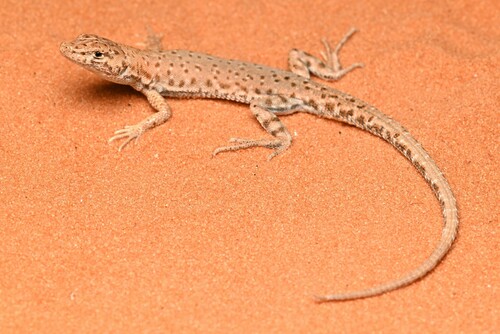 Bernoulli's Short-Nosed Desert Lizard