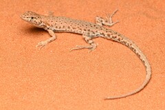 Bernoulli's Short-Nosed Desert Lizard photo 3