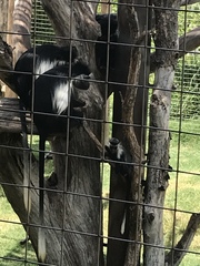 Colobus angolensis