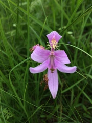 Calopogon oklahomensis