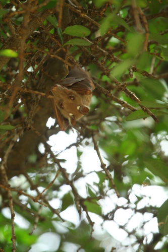 Peters's Epauletted Fruit Bat