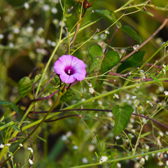 Ipomoea cordatotriloba