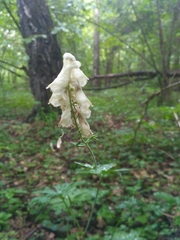 Aconitum lasiostomum
