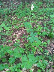 Aconitum lasiostomum