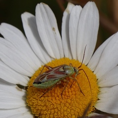 Calocoris roseomaculatus