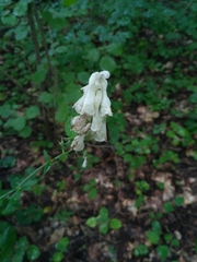 Aconitum lasiostomum