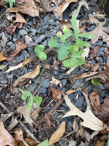 Image of Viola stoneana by no rights reserved