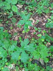 Aconitum lasiostomum